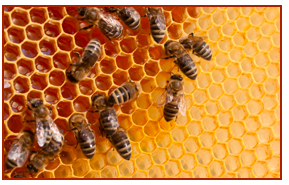 The nature of bees and honey is key to plant and human development | The  Splendid Table