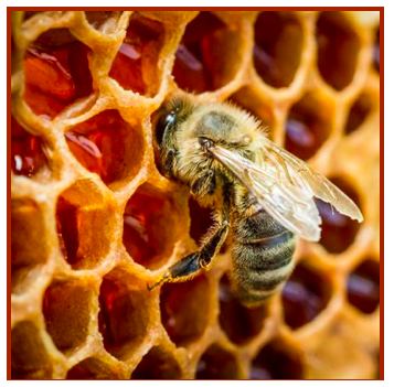 Natural Products from the Beehive: Recent Advances in Pharmacology and  Therapeutic Applications | Frontiers Research Topic