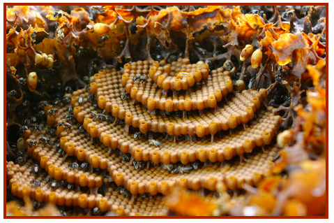 The Incredible Architecture of Bees - Image 1 of 7