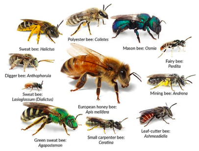 World's Smallest, Largest, and Weirdest Bee Species - The Best Bees Company